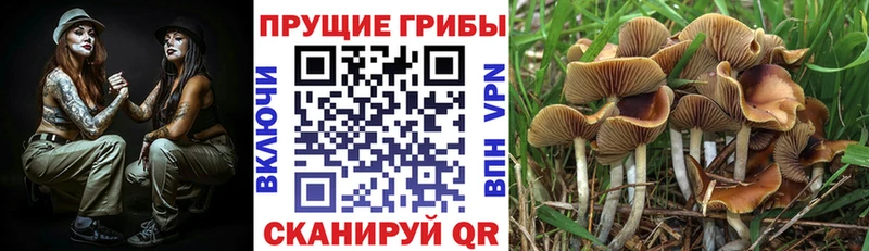 Псилоцибиновые грибы Cubensis  Ефремов 